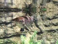 -迪拜水族馆及水下动物园