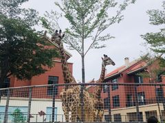 -灵玲国际马戏城