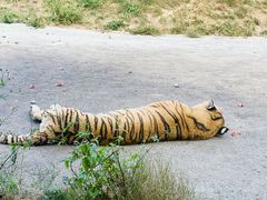 -大连森林动物园