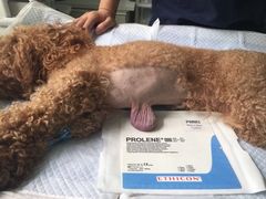 伟伟宠物医院-伟伟宠物医院·CT影像中心·瑞派犬猫综合性门诊(汉口总院)