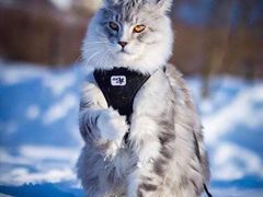 -青奢宠物·青奢猫舍