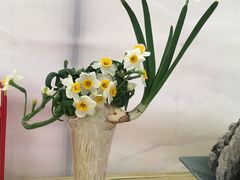 -龙大花卉苗木市场