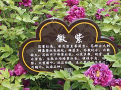 -洛阳市隋唐城遗址植物园