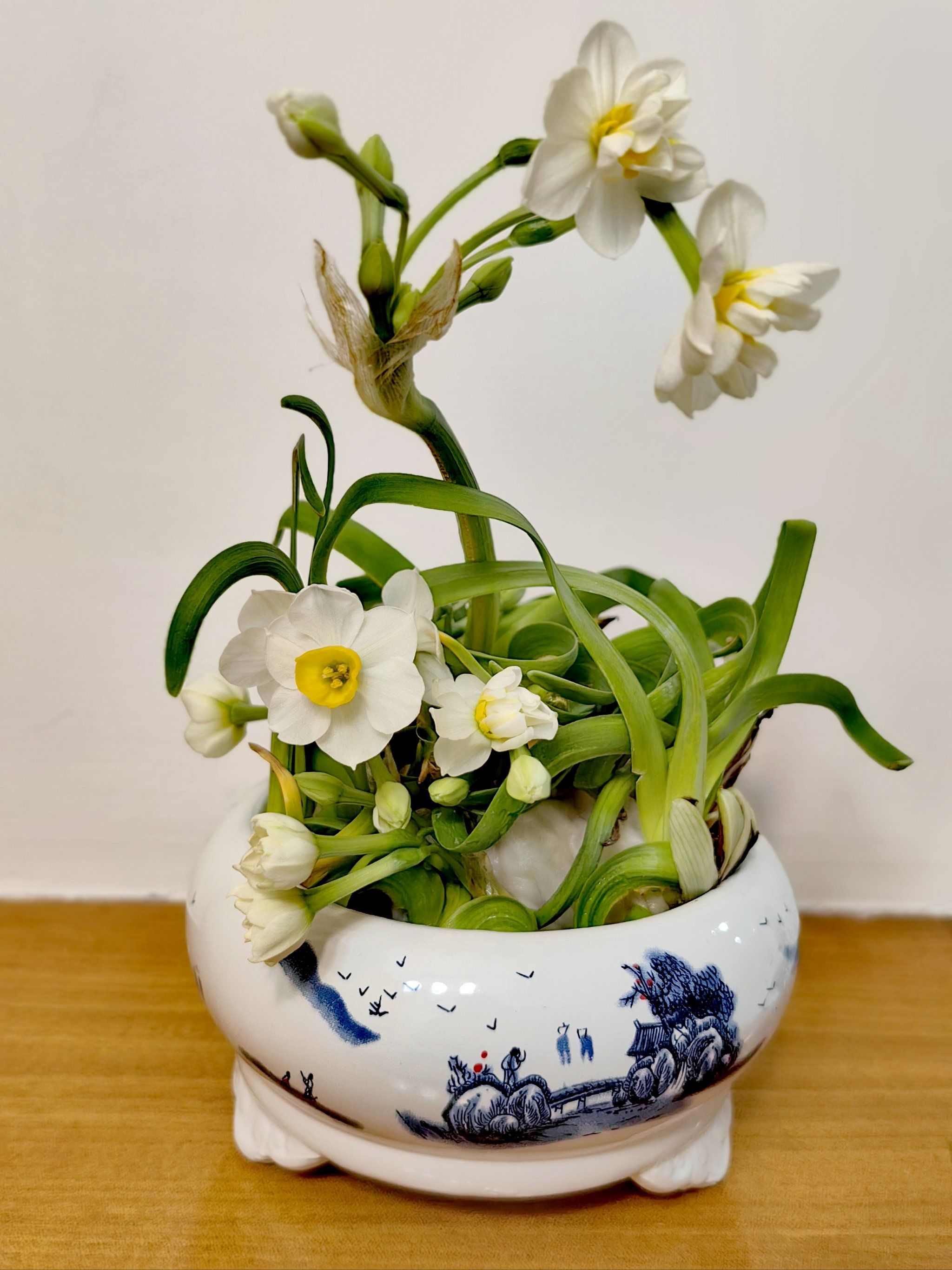 水仙花开,单,复