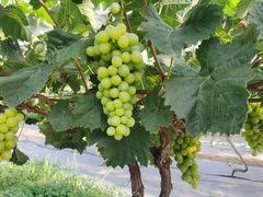 -金谷域澳洲庄园