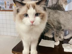 -猫友咖啡店(玉林西路店)