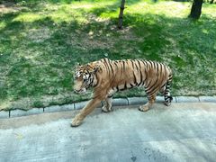 -北京野生动物园