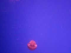 -临沂极地海洋王国