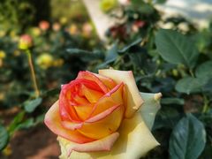 -人民公园(罗湖区)