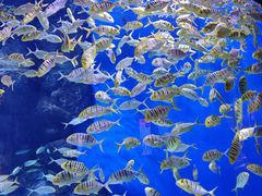 -成都浩海立方海洋公园