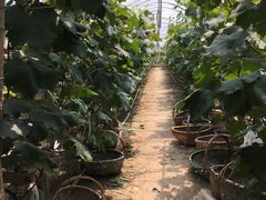 -马陆小张葡萄园农家乐