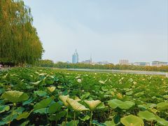 -莲花池公园