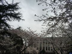 -武汉大学-樱园