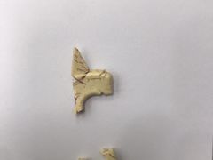 -瑞鹏宠物医院华南总院·夜诊·心脏科·骨科