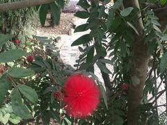 -瑞丽独树成林风景区