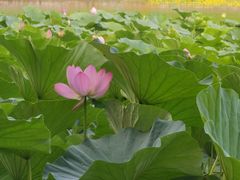 -平房公园