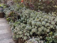 -龙翔小猪脚(龙头街店)