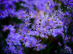 -黑龙江省森林植物园