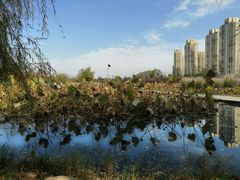 -前关湿地公园