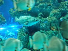 -芜湖新华联大白鲸海洋公园