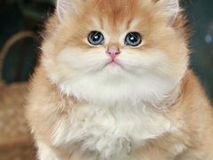 -猫十亿·布偶金渐层·曼基康矮脚猫舍(青年路店)