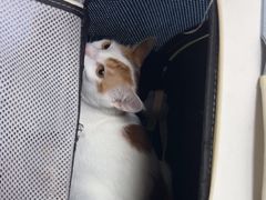 -创凡宠物医院·骨专科  猫科中心(西乡分院)