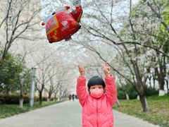 -高东镇樱花园
