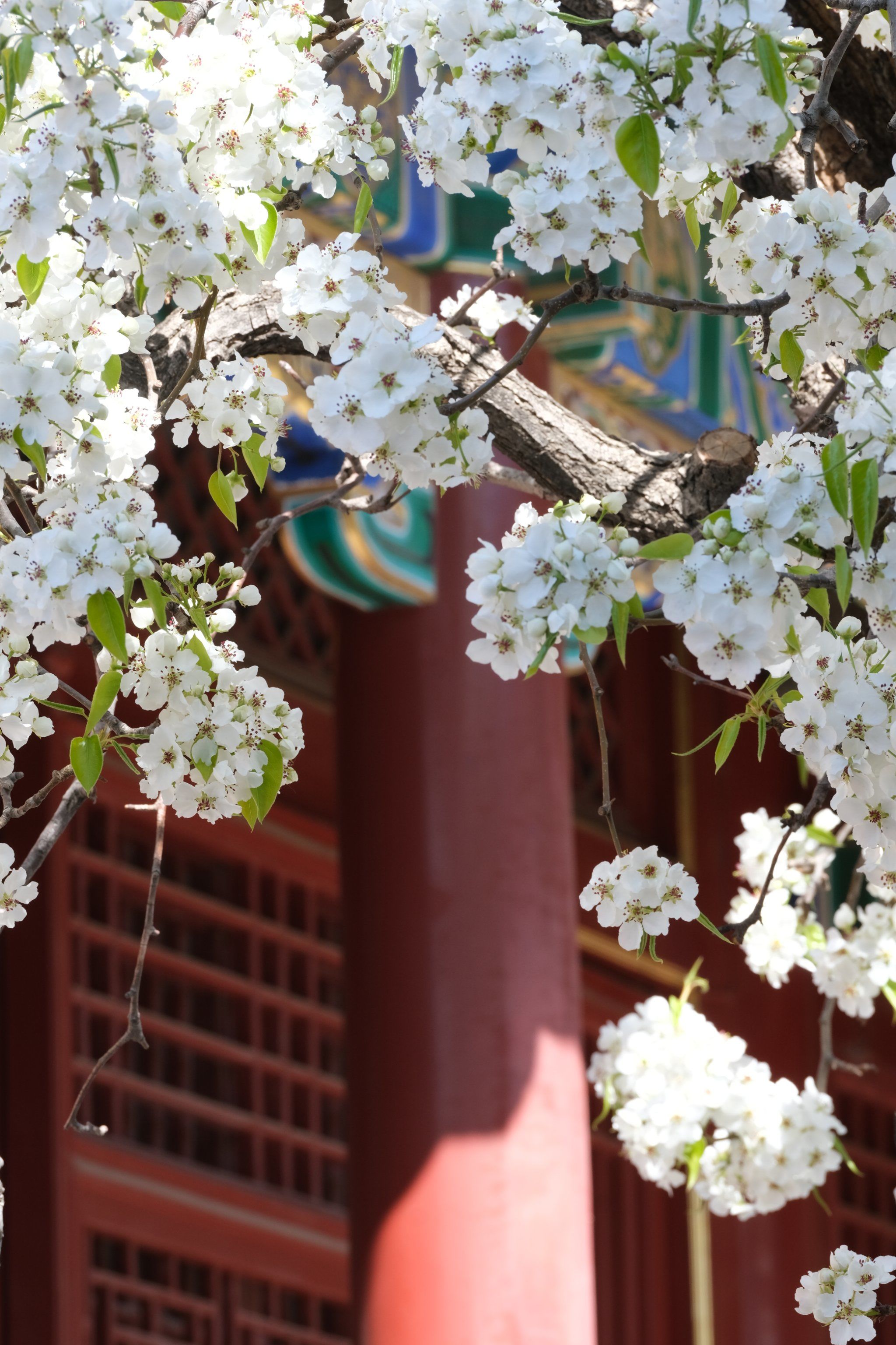 北京|故宫花开