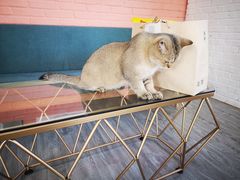 -喵屿·大理花园猫咖