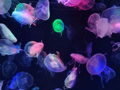 -海合安成都极地海洋公园