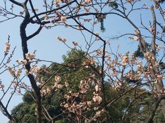 -无锡梅园公园