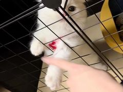 -欣宠猫屋·矮脚拿破仑·蓝金金渐层