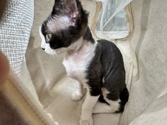 -瑞派动物医院·猫专科·至诚(江南中分院)