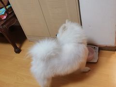 -PETKIT小佩宠物·低压洗护(国顺东路店)