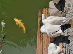 -苏州文庙(姑苏区)