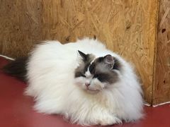 -和它·交个朋友·狗咖猫咖(爱琴海店)