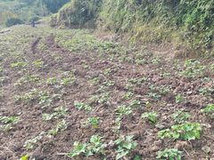 -小八仙·宴(三峡茶庄店)