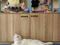 -萌兽医馆·犬猫专科·眼科中心·宠物医院(朝阳门分院)