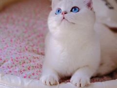 -Bastet sally猫舍购宠(静安店)