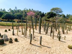 -东莞植物园