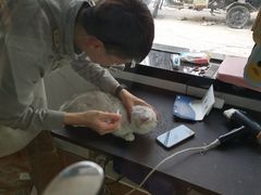 -糯米喵星人总部直营旗舰店·猫舍·幼猫出售