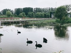-微山湖红荷湿地景区