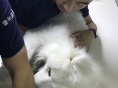 -谐和益家动物医院·免疫绝育·血液透析·宠保定点医院(高新伊藤分院)