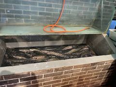 -百岁鱼(七一路店)