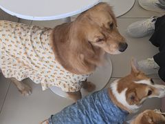 -怪兽屋·羊驼·猫咖·狗咖(俊华广场店)