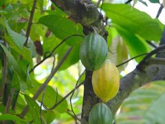 -中国科学院西双版纳热带植物园
