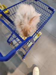 -Moni星球萌宠·小马宝莉·灵蛇·高端高阶全萌宠互动体验俱乐部(红豆国际广场店)