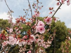 -上海共青森林公园