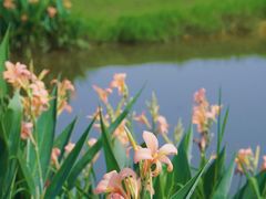 -洋湖国家湿地公园