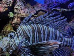 -上海海洋水族馆